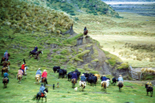 Ecuador-Highlands Riding Tours-Highlands Cattle & Horse Round Up in Ecuador